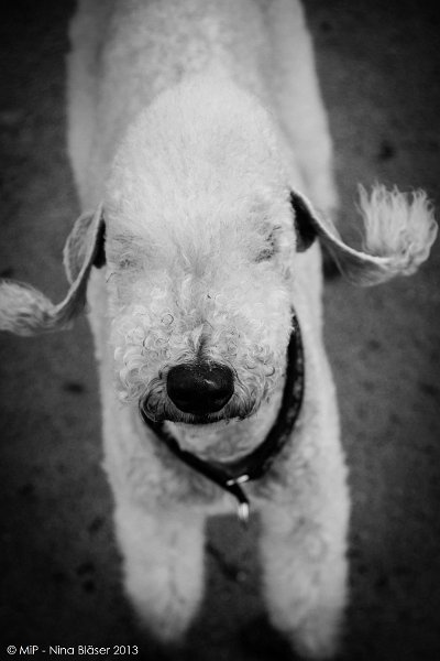 2013-11-05 Svet & Aveline Meddo (NL)-6565_1352x2028.jpg